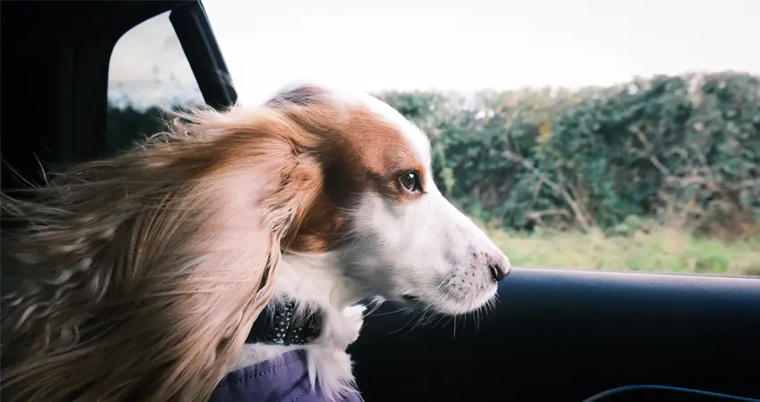 もしペットを同乗させるならここに気を付ける